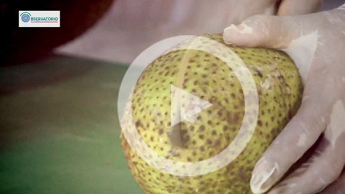 Still_frame_Bread_fruit2-26